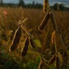 soybeans