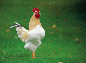 rooster