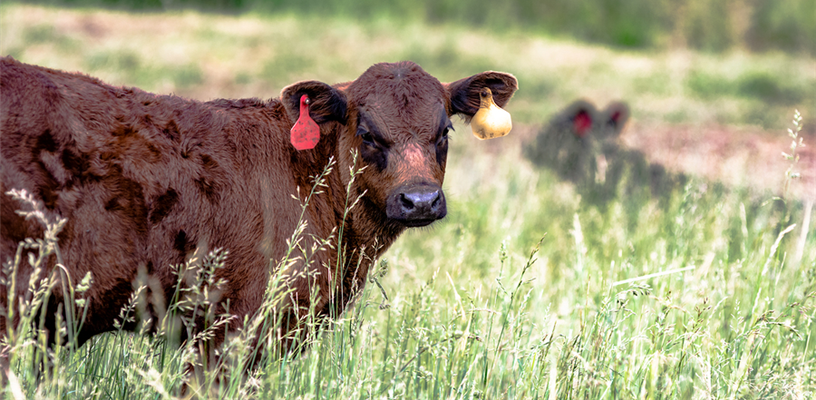 Davidson County Center | N.C. Cooperative Extension