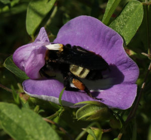 American bumble bee (Bombus pensylvanicus) forages on spurred butterfly pea (Centrosema virginianum) in early August.