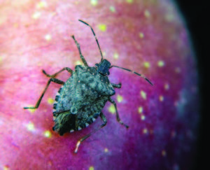 Cover photo for Pest Alert: Brown marmorated stink bug