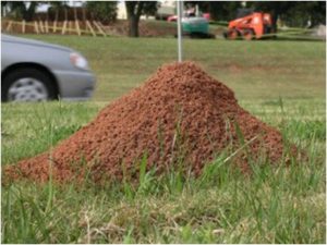 Cover photo for Fire Ant Control Workshops
