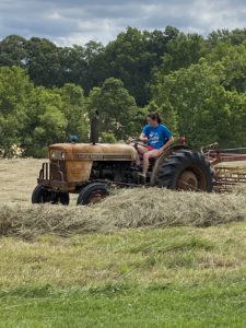 Cara Smith raking hay