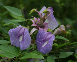 Cover photo for July Blooms in Pollinator Paradise