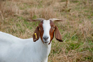 Cover photo for Sheep & Goat Webinar Series for Beginners