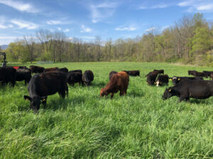 beef cattle grazing