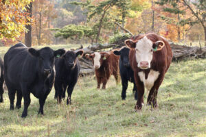 cows in a pasture