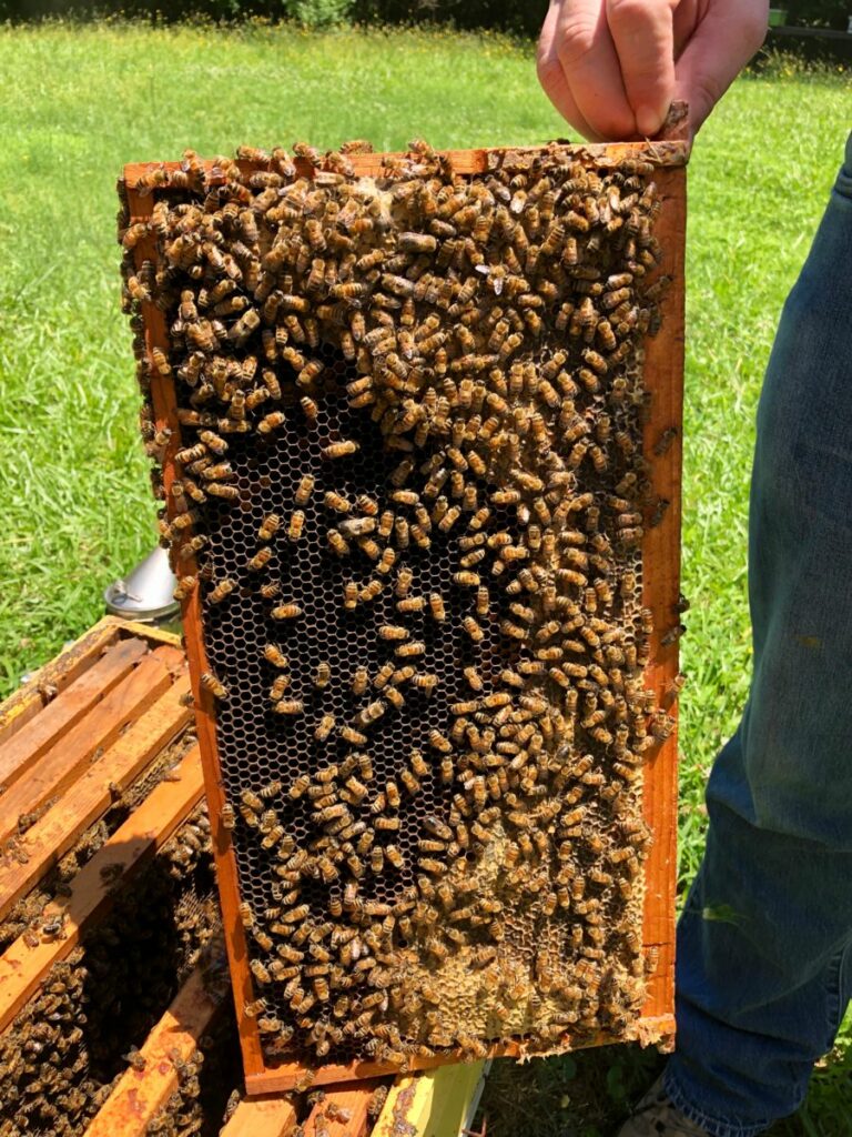 A frame from a beehive covered in bees.